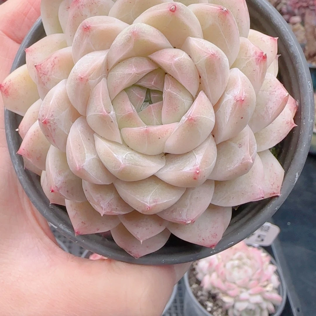 婷*多肉植物5176…………….