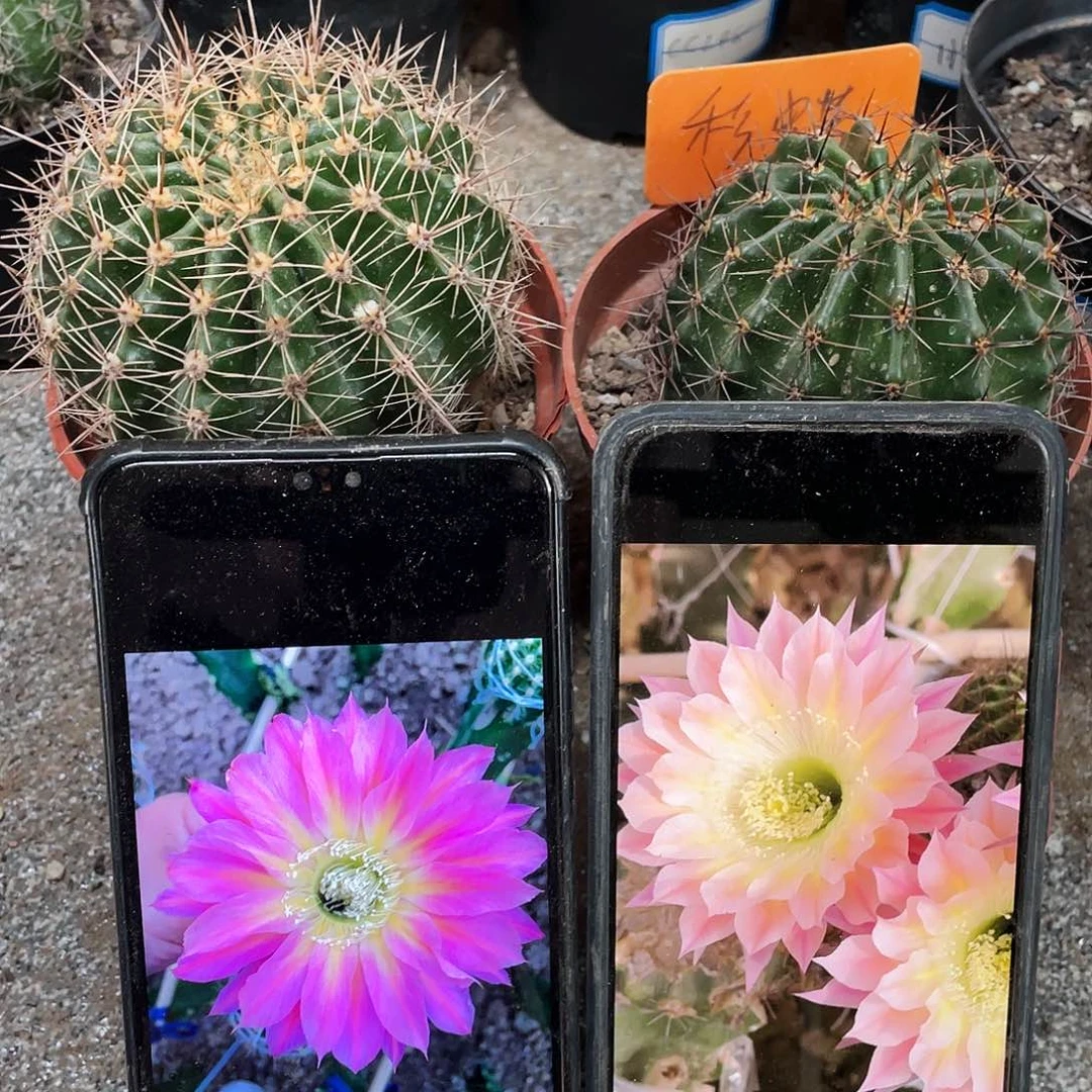 双梦和彩碟自根球7公分以上