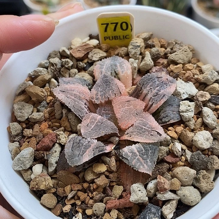 770具味城寿锦一物一拍