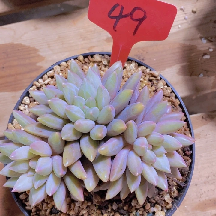 这么久不回来也没什么