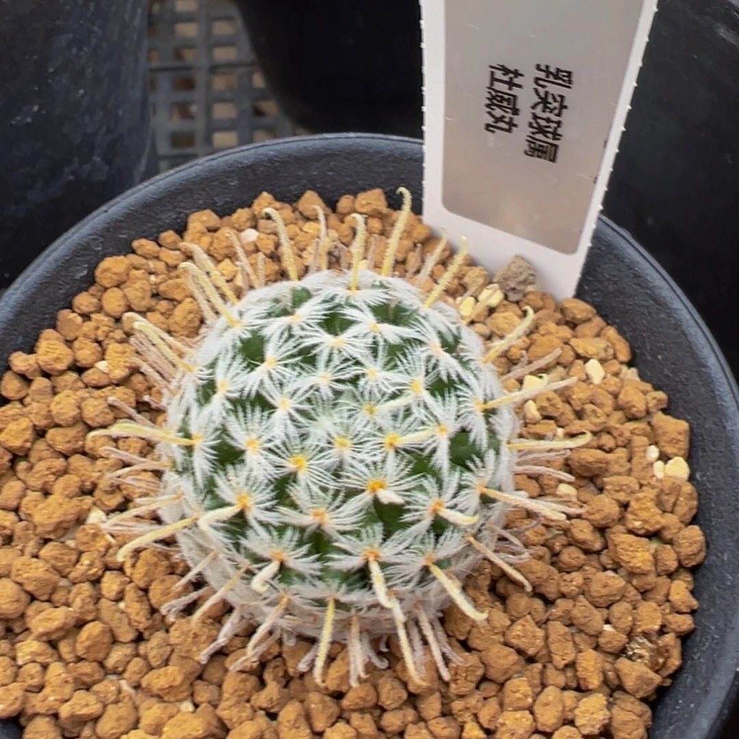 178实生根杜威娜娜多肉植物带盆土
