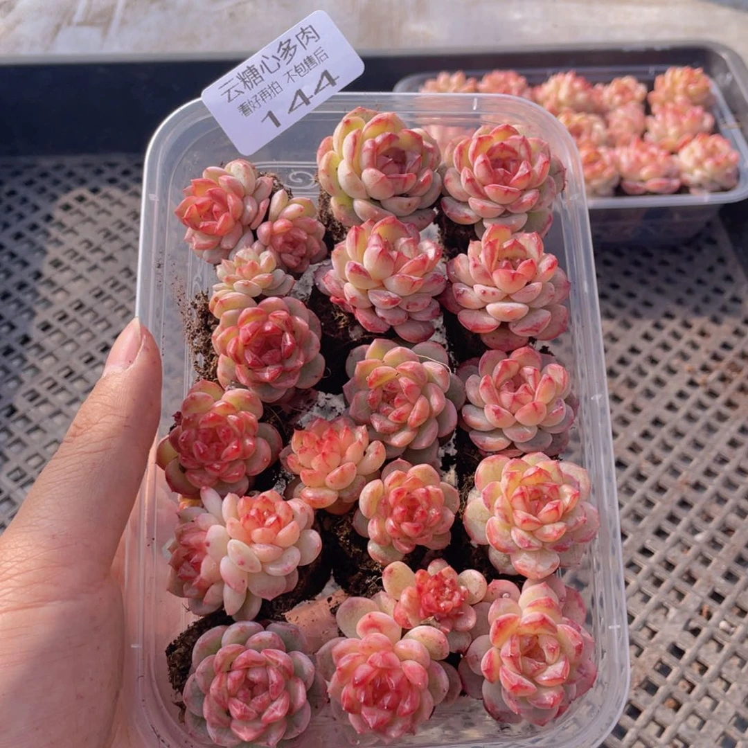 云糖心多肉植物144
