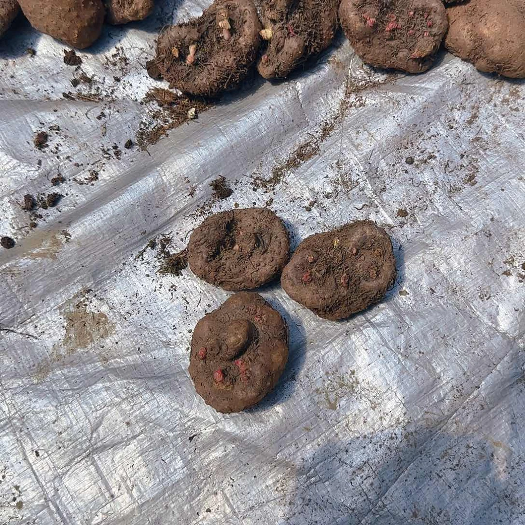 无花朵夫妻海棠种球球中球三个