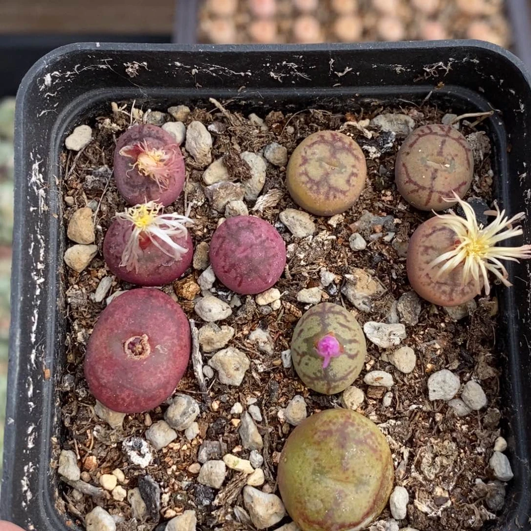 0052 毛杂七方盆带盆土