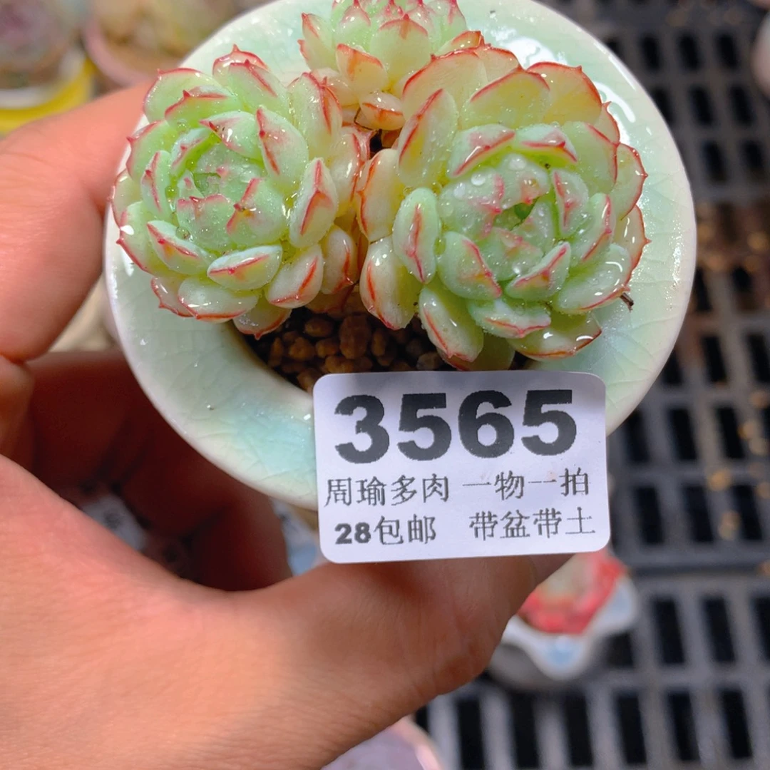 5厘米盆精控多肉3565