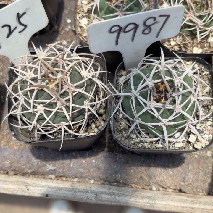 完全开放享**活925 9987实生碧岩玉皮实好养