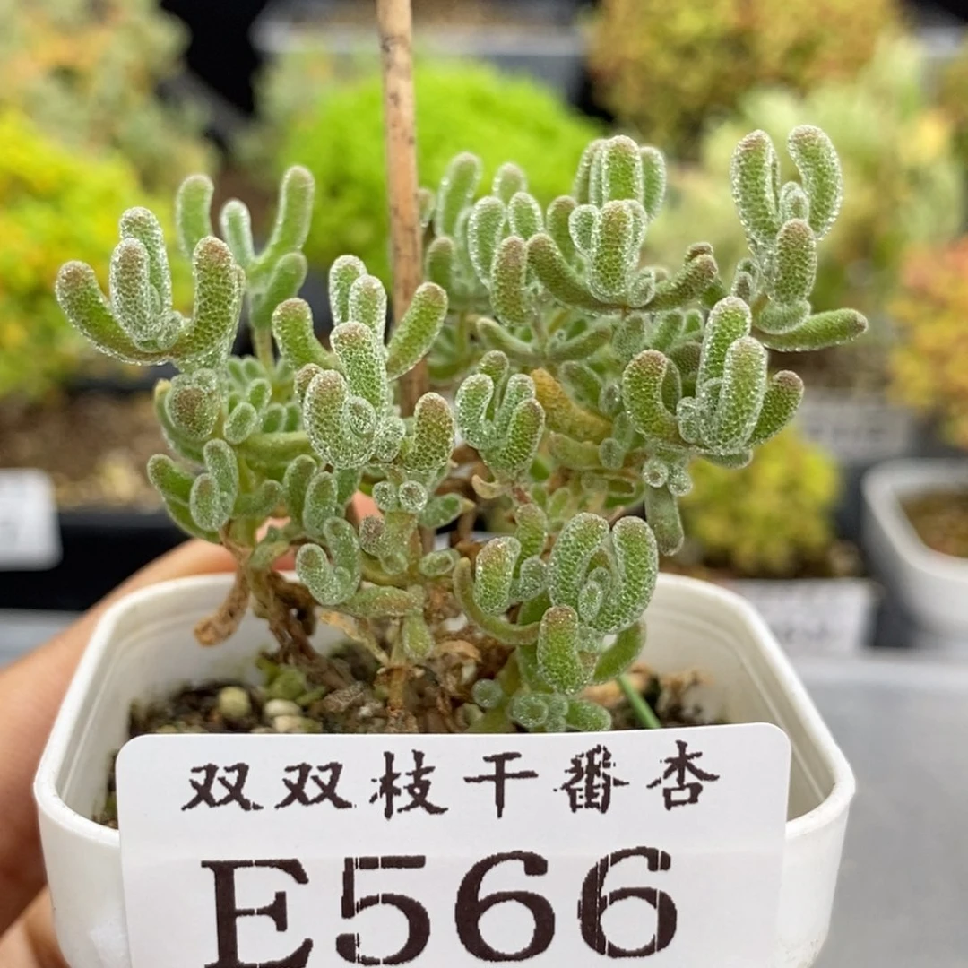 566冰紫。