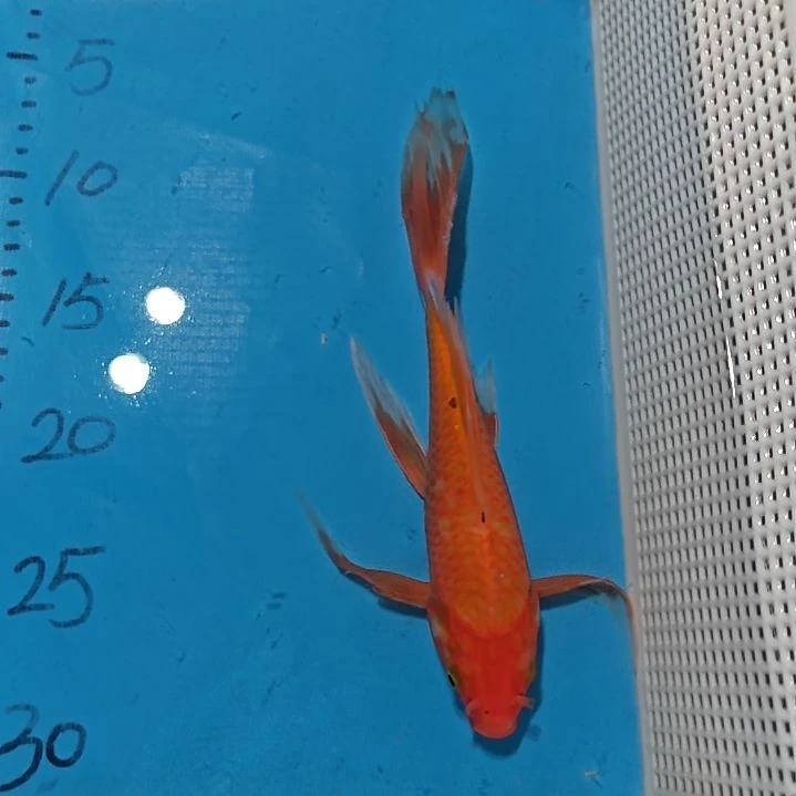 锦鲤蝴蝶鲤锦鲤包邮到家