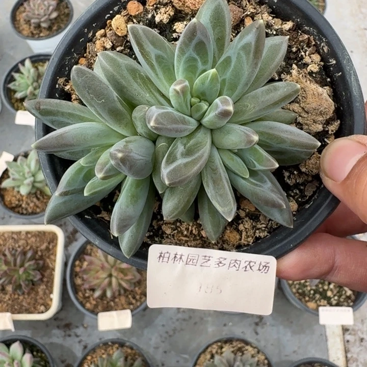 雪戴利 3头 美人杂交 一物一拍