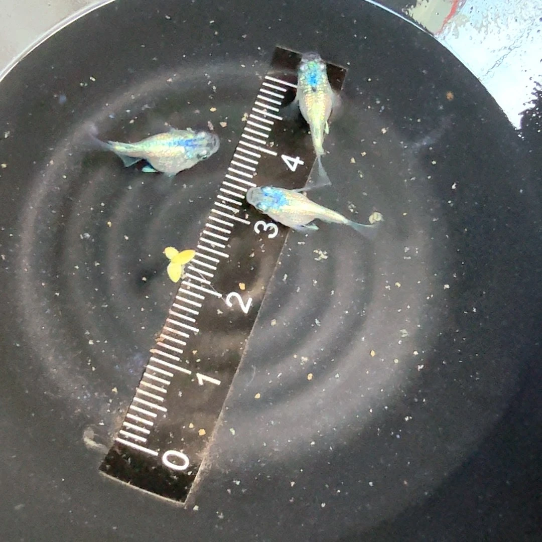 青鳉鱼海王星球体3条24号