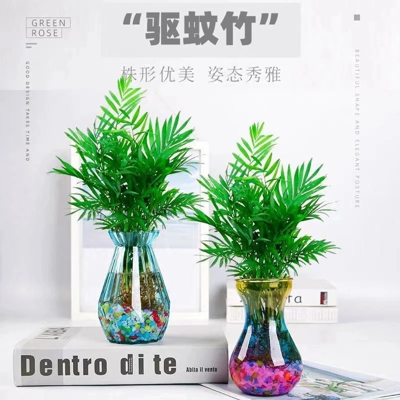 驱蚊水养竹柏室内绿植客厅懒人办公室花卉富贵竹水生盆栽四季常青