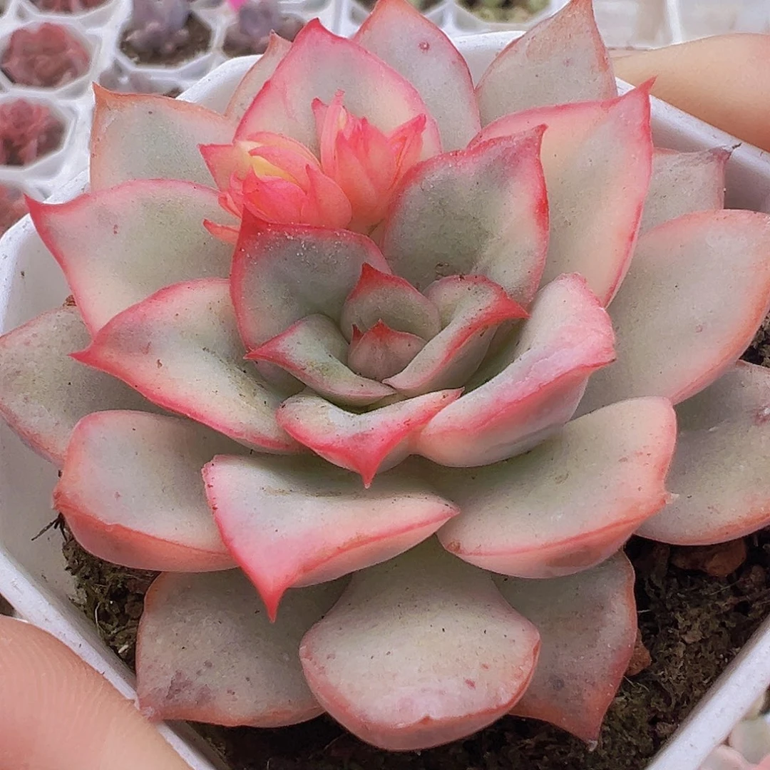 月光女神锦19包邮多肉