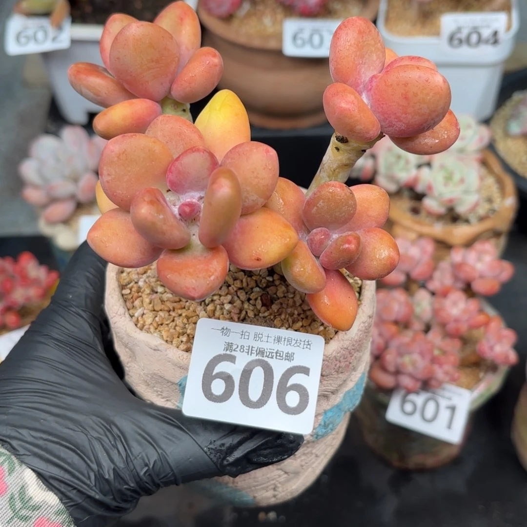 芒果KK奶无盆土发货