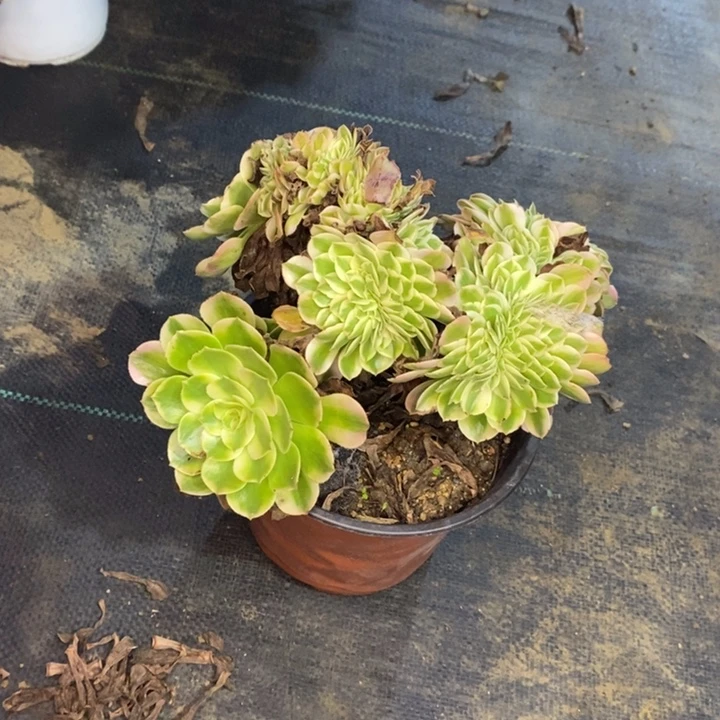 荔枝缀多肉植物012