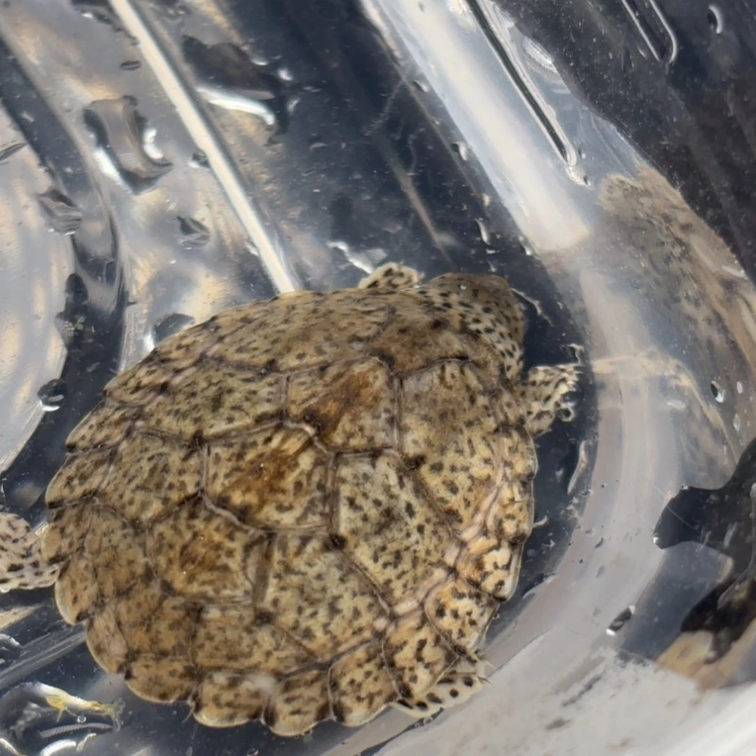 不分公母宠物龟全品黑刀
