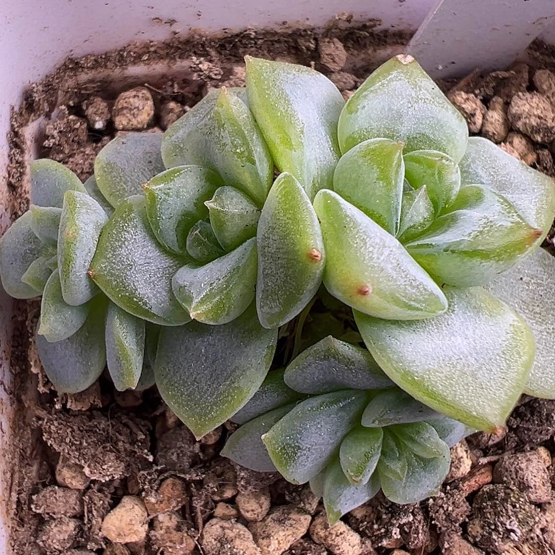 下播福利。四头甜心。