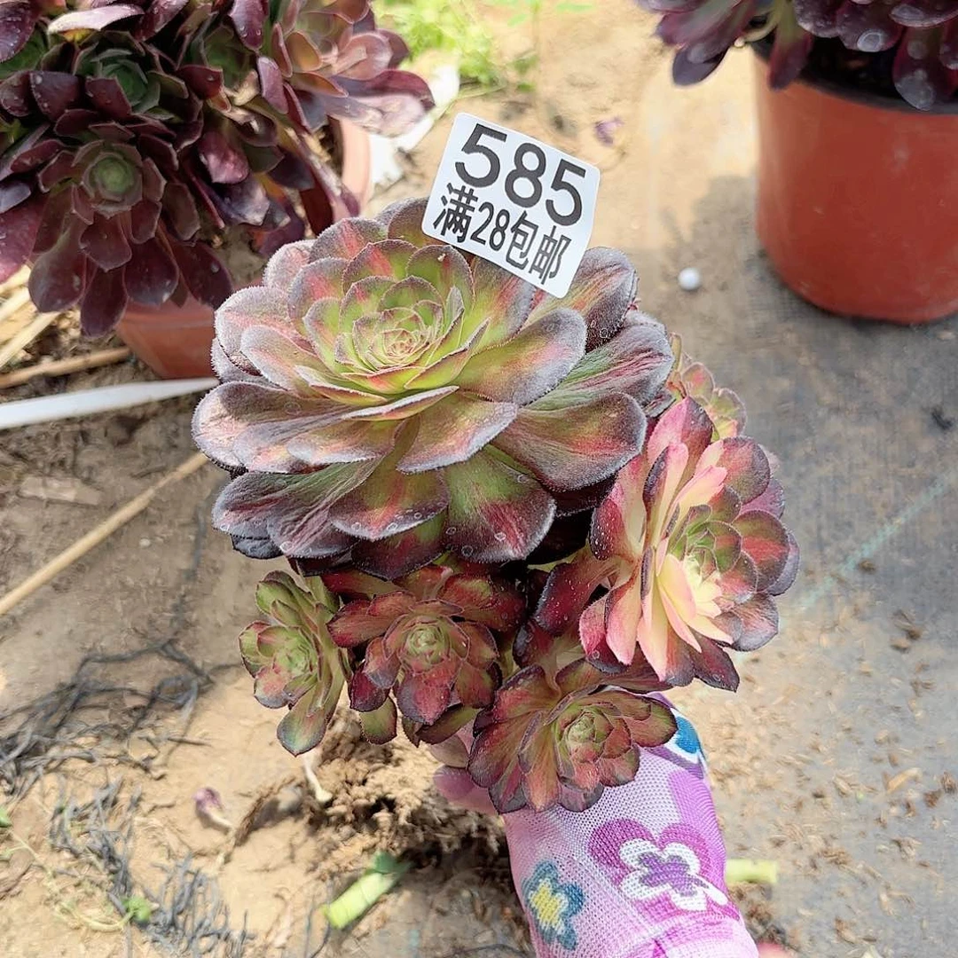 K. 585。七彩海王多破