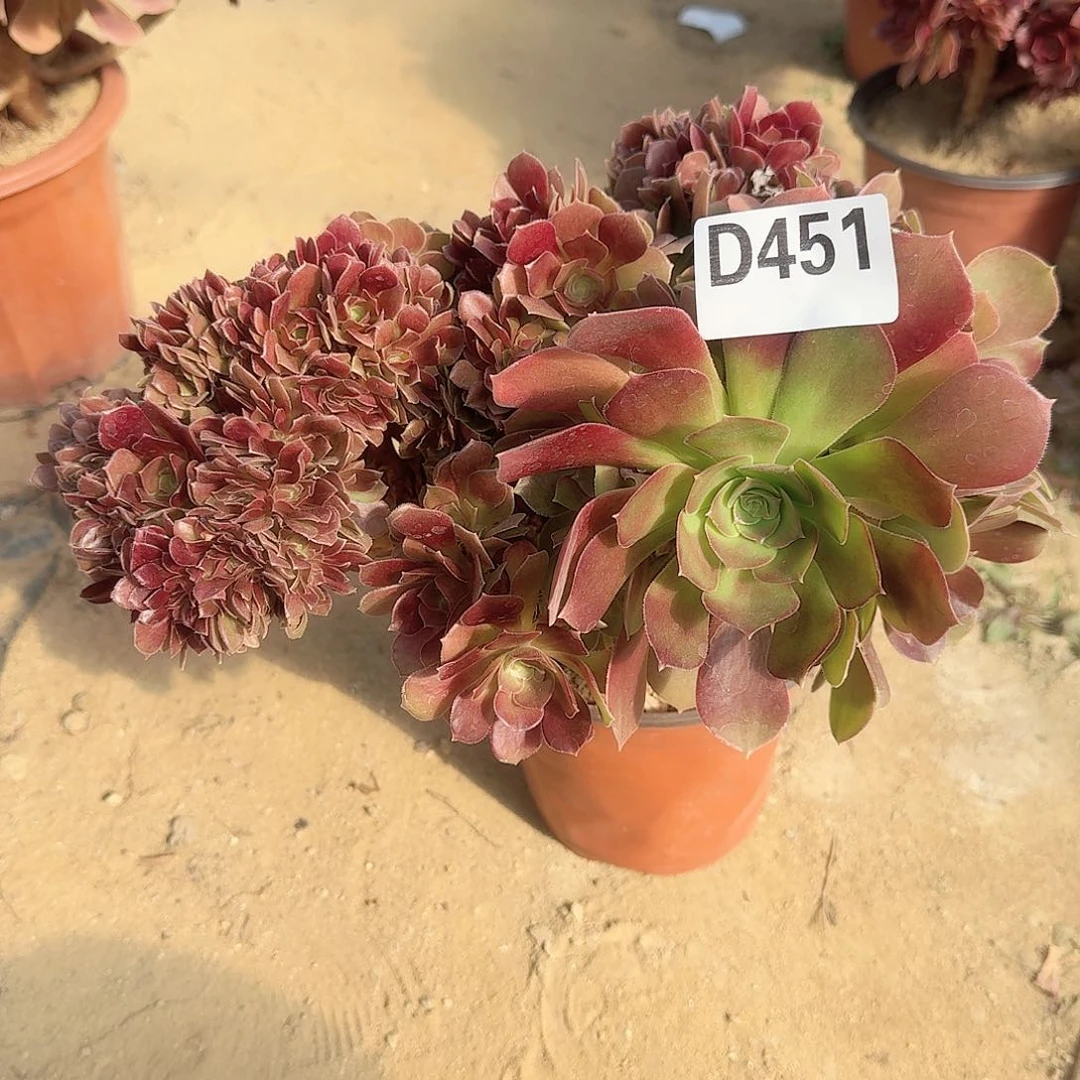 451火玫瑰朵朵一颗呀呀