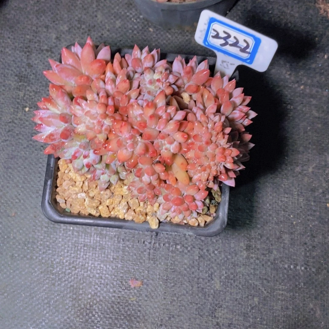 ****꧂2322所罗门缀化一颗