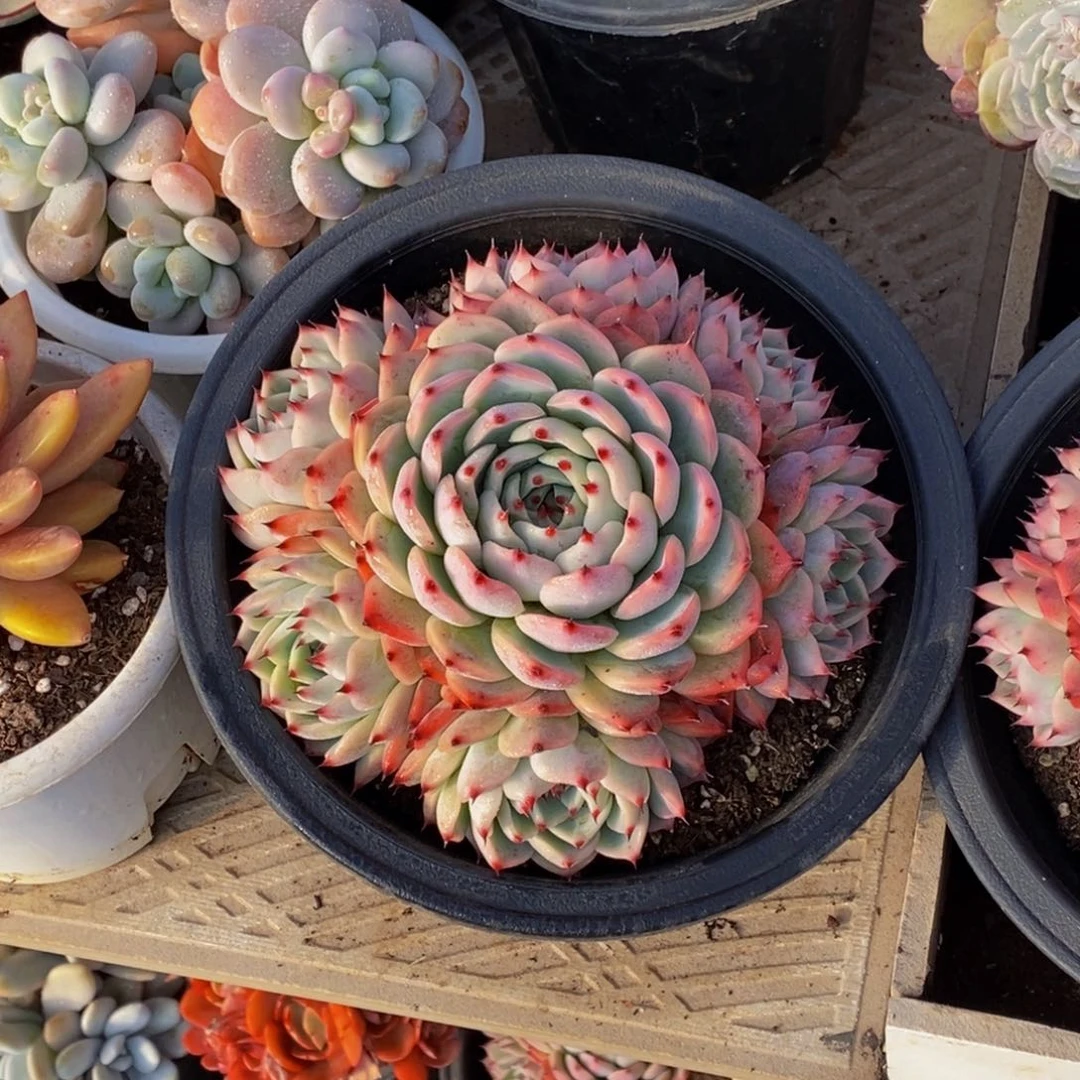 潇***肉48包邮一物一拍多肉植物