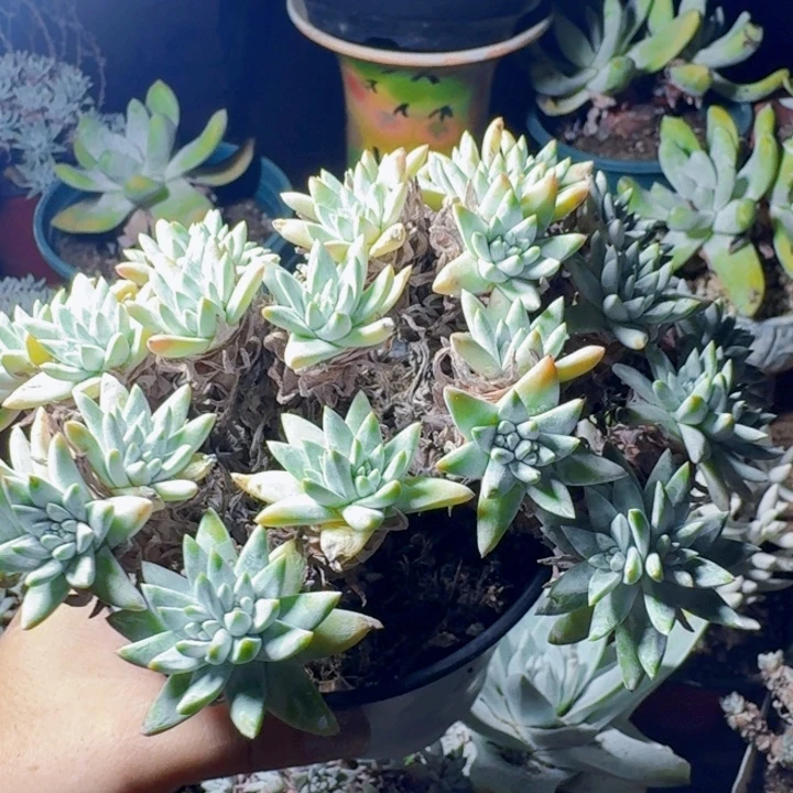 40头白菊一物一拍101