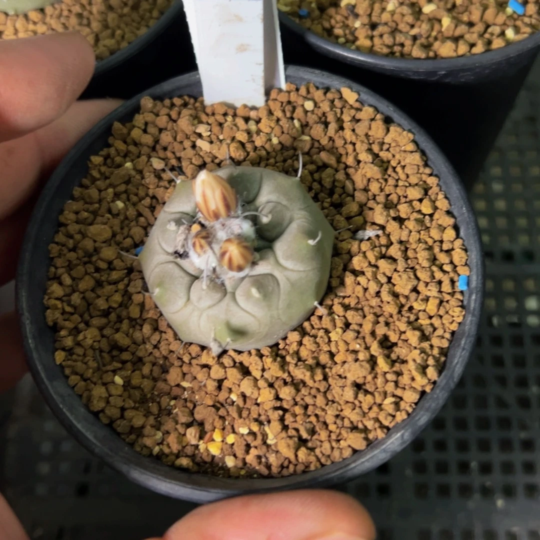 l***s冬云娇丽仙人球540