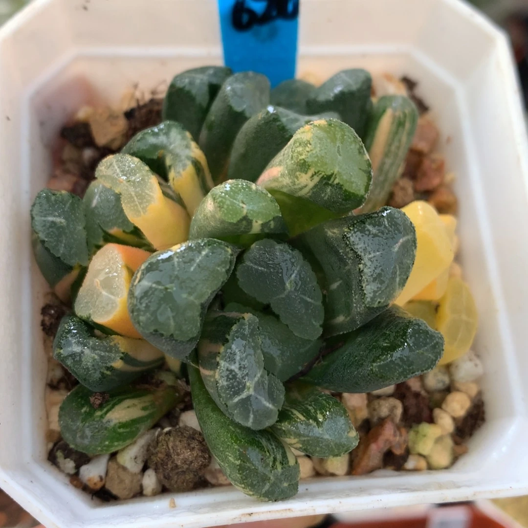 群生青河万象锦，带盆一起