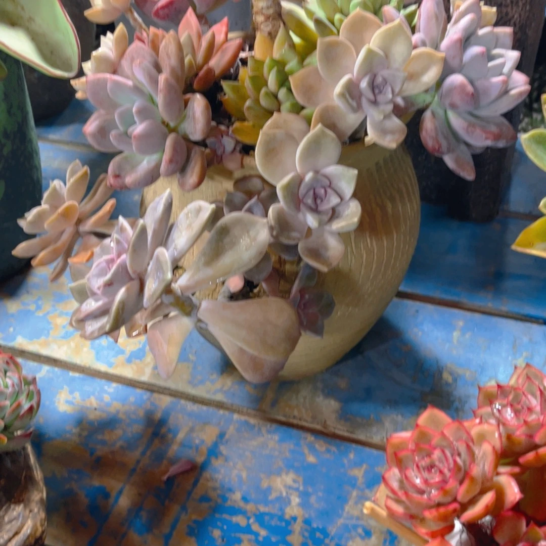 ღ***এ多肉植物保护研究所所长一