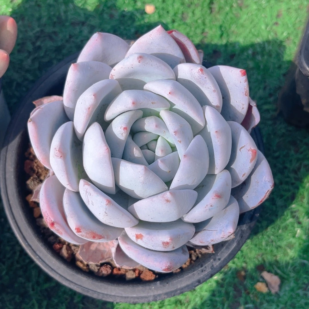 嫦娥888888888tu t