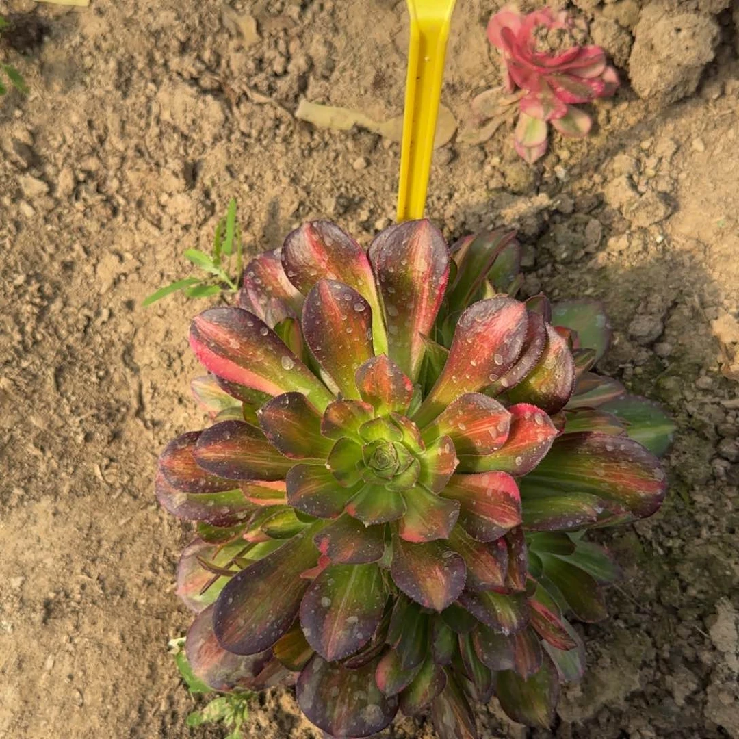 5-365--+多头多肉植物