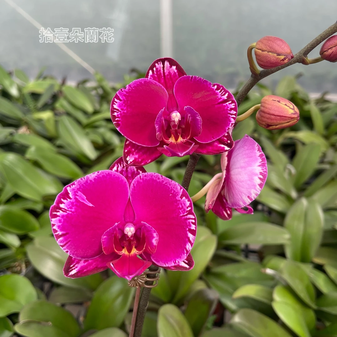 蝴蝶兰【双星光芒】3寸开花株