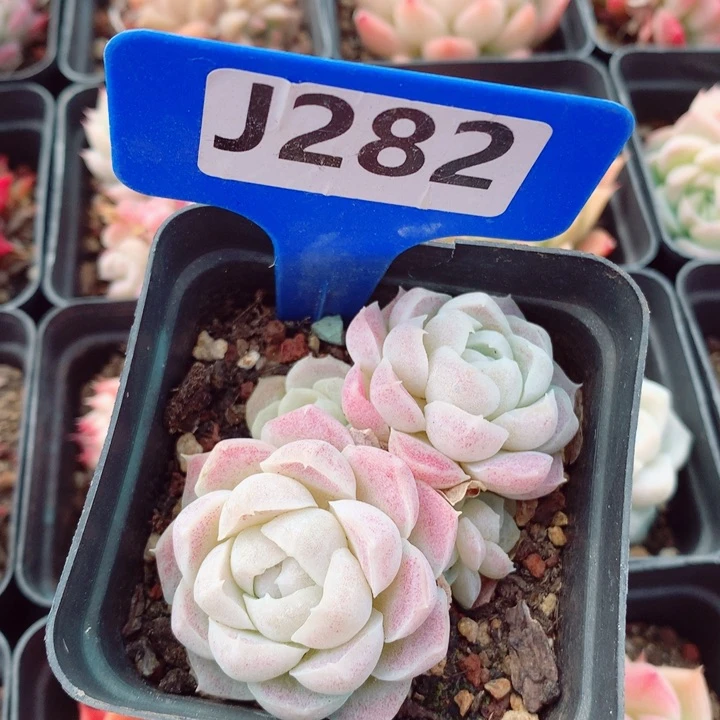 月影6cm不包整群