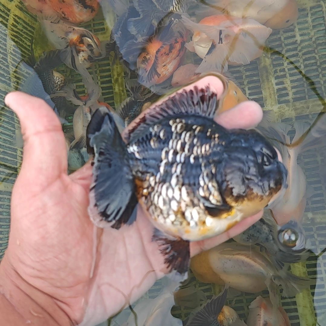 麒麟泰狮金鱼将军