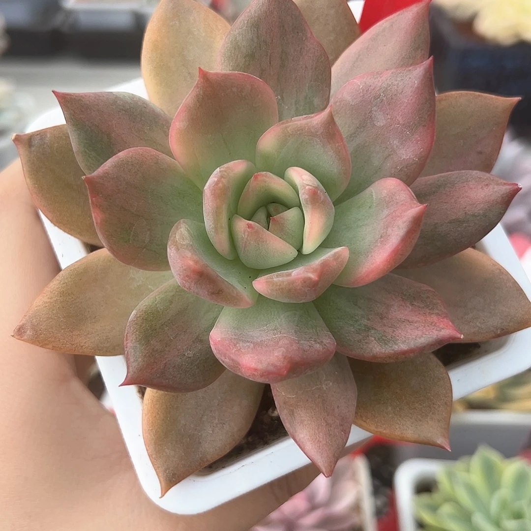 34号卡梅拉锦多肉植物
