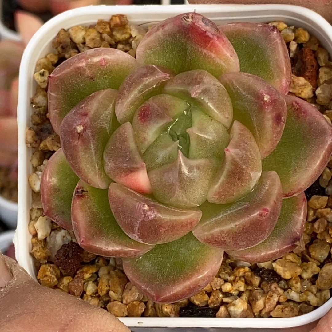 天官赐福百无禁忌