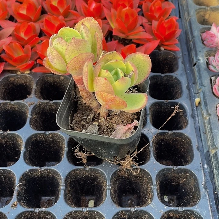 双头碧桃带盆土发