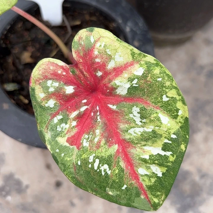 52-0208彩叶芋广东现货