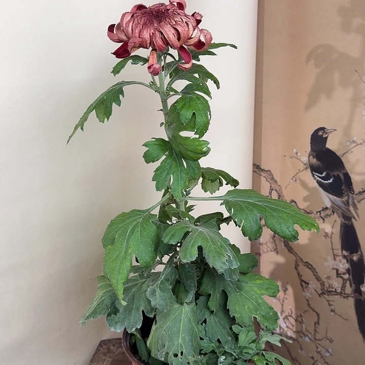 完全开放E66666666