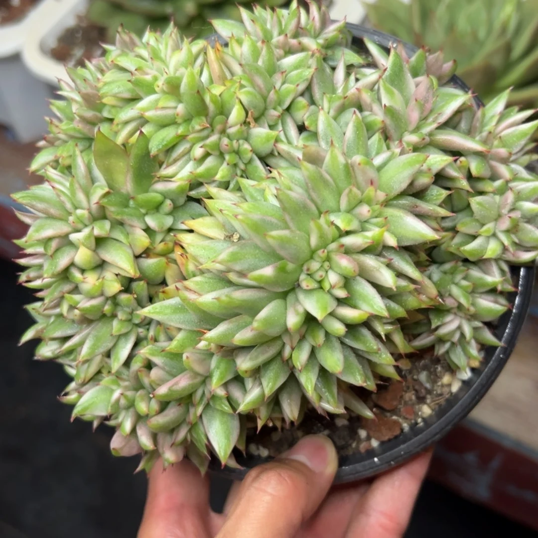 多肉植物一物一拍（99号）满38包邮偏远200包邮