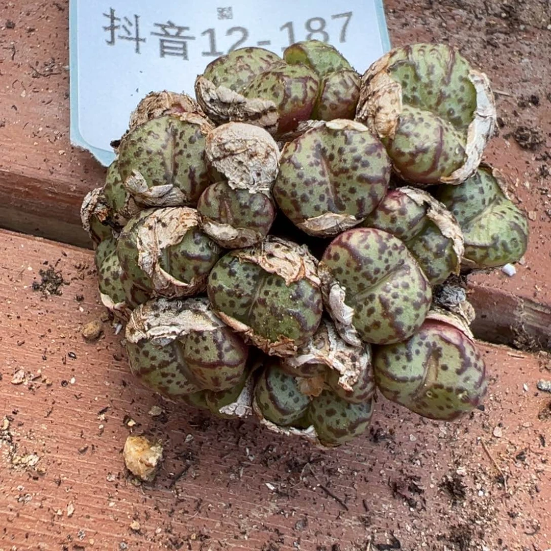 12-187肉锥多肉植物