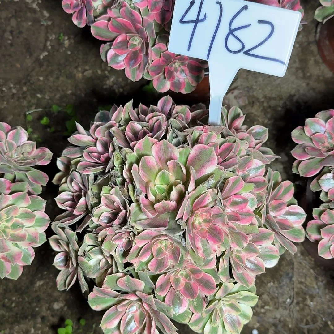 4182女妖多肉法师多肉