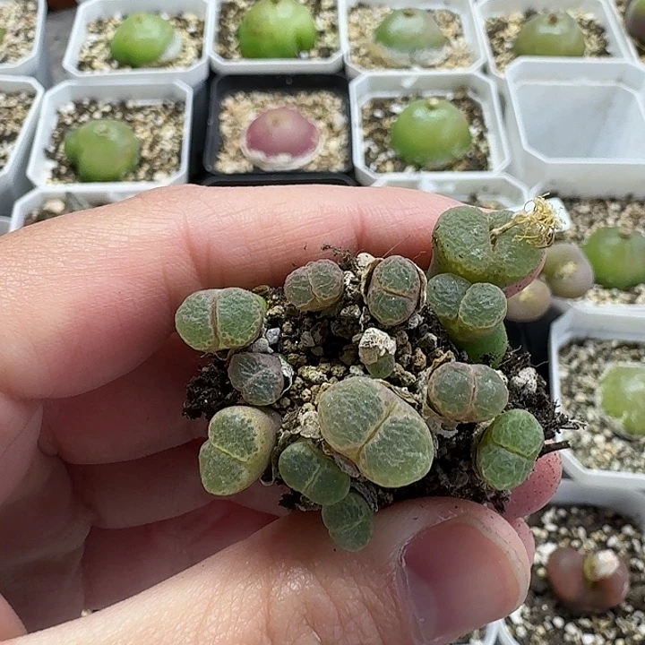 老马生石花粉樱1424