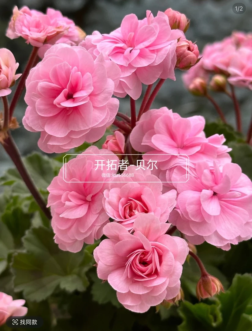 半兽系重瓣直立天竺葵【贝尔】盆栽庭院室内外花卉植物不带花苞