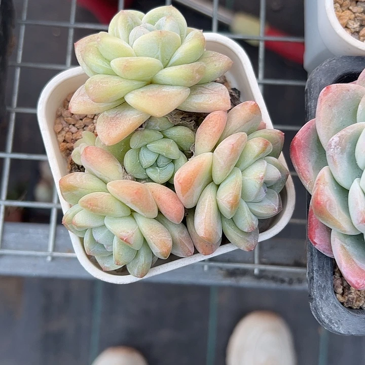 冰玉四头尺寸10以上