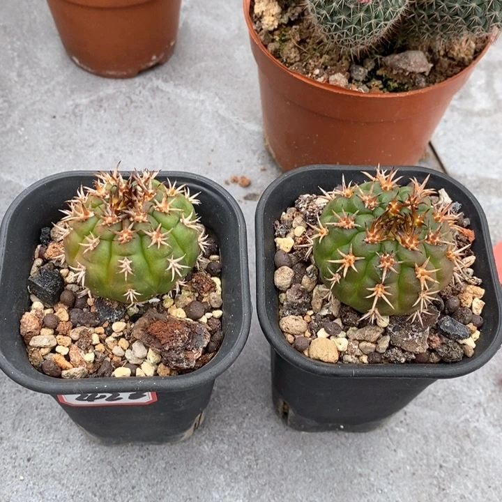 【闪购商品】路***3426两颗短豪豪刺勇将丸