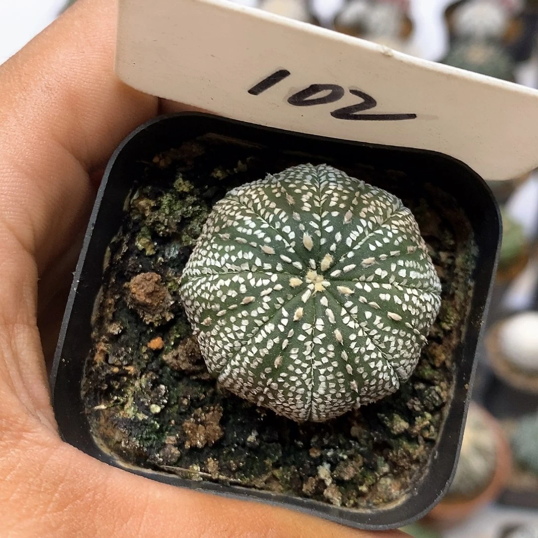 102奇迹福利特价来了