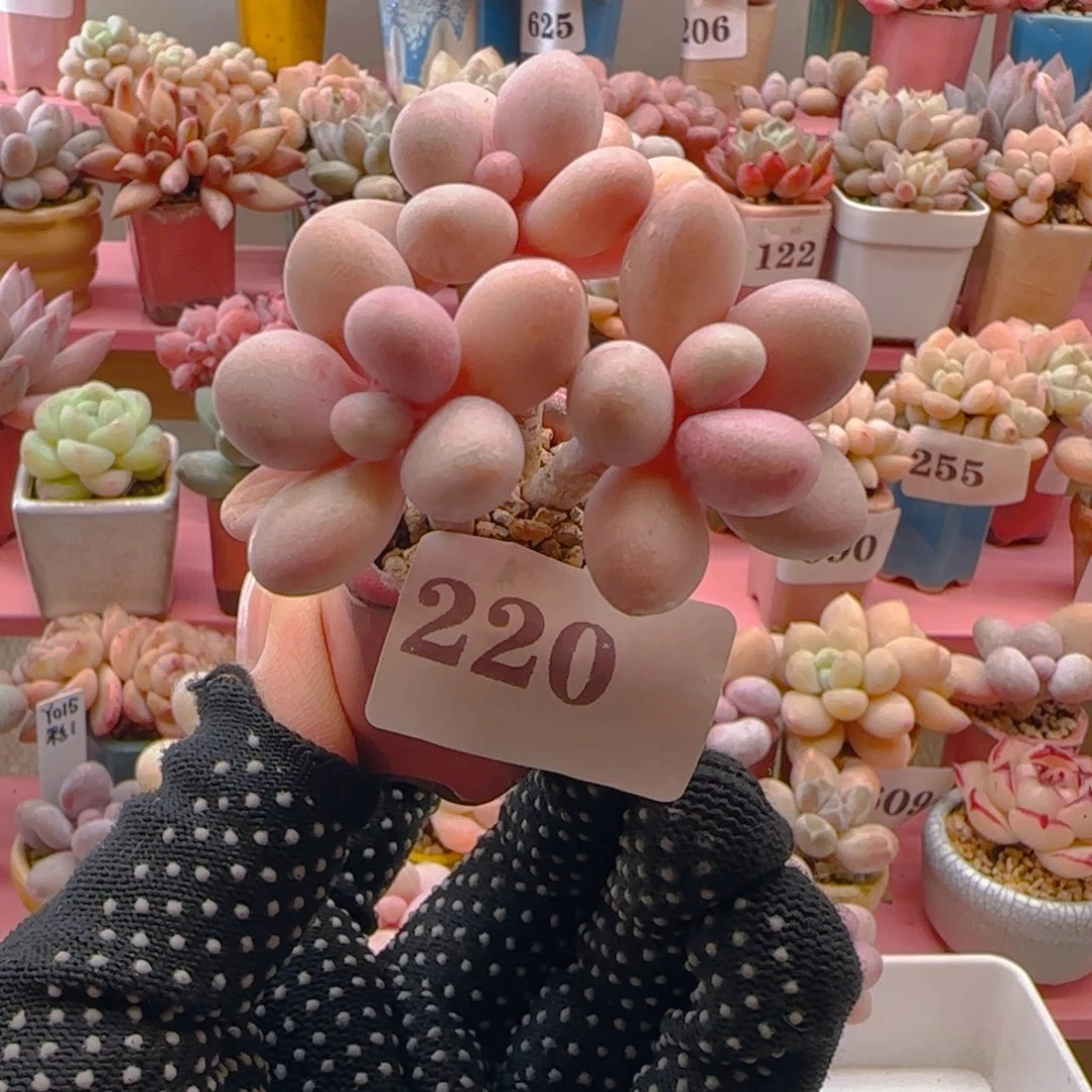.****.桃蛋220 （38元包邮），带盆土发，月鸣多肉。