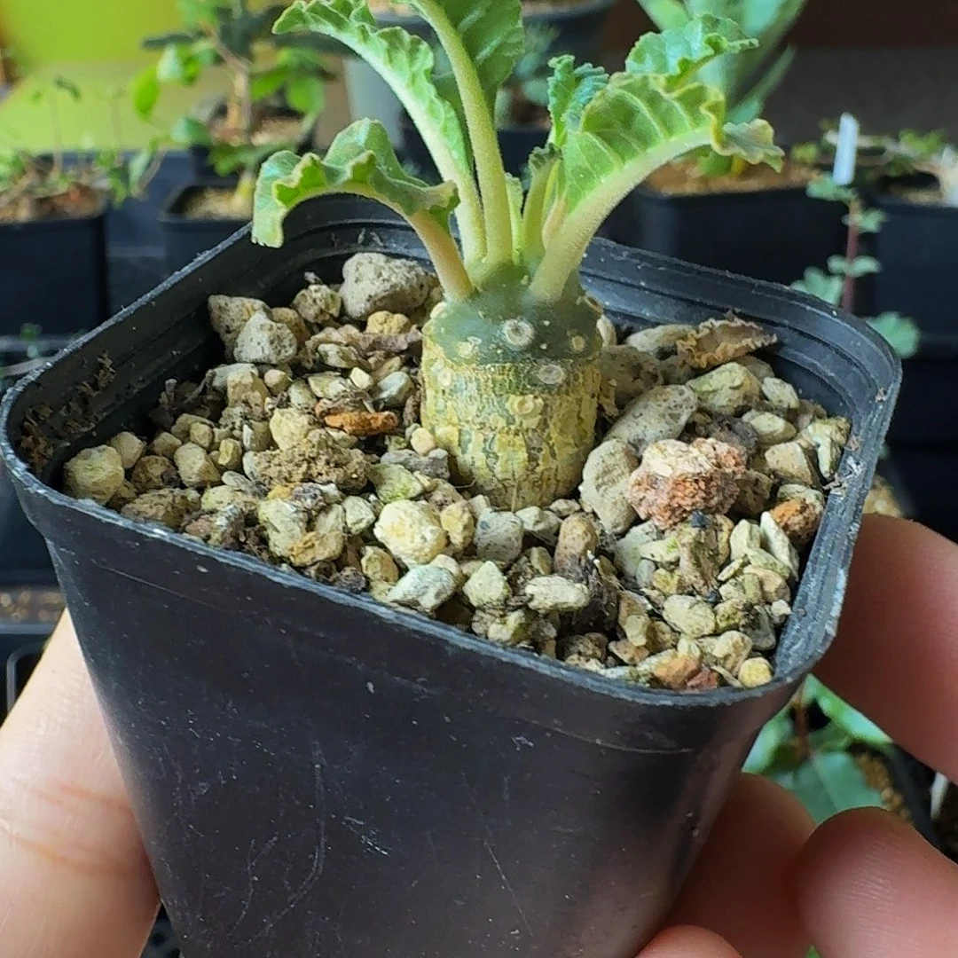 特价 实生椰子琉桑带盆土包邮干透浇透