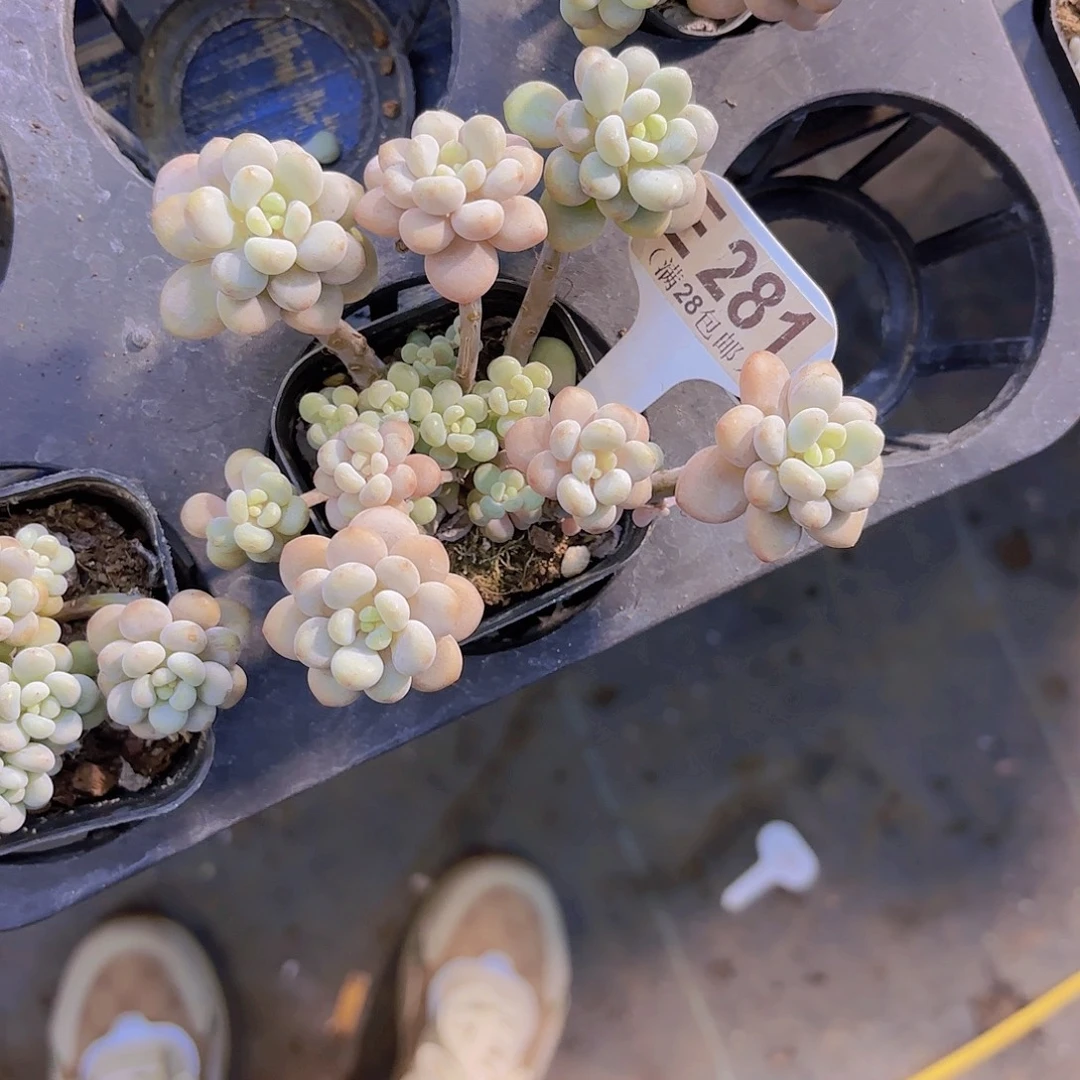 E281鱼子酱一物一拍