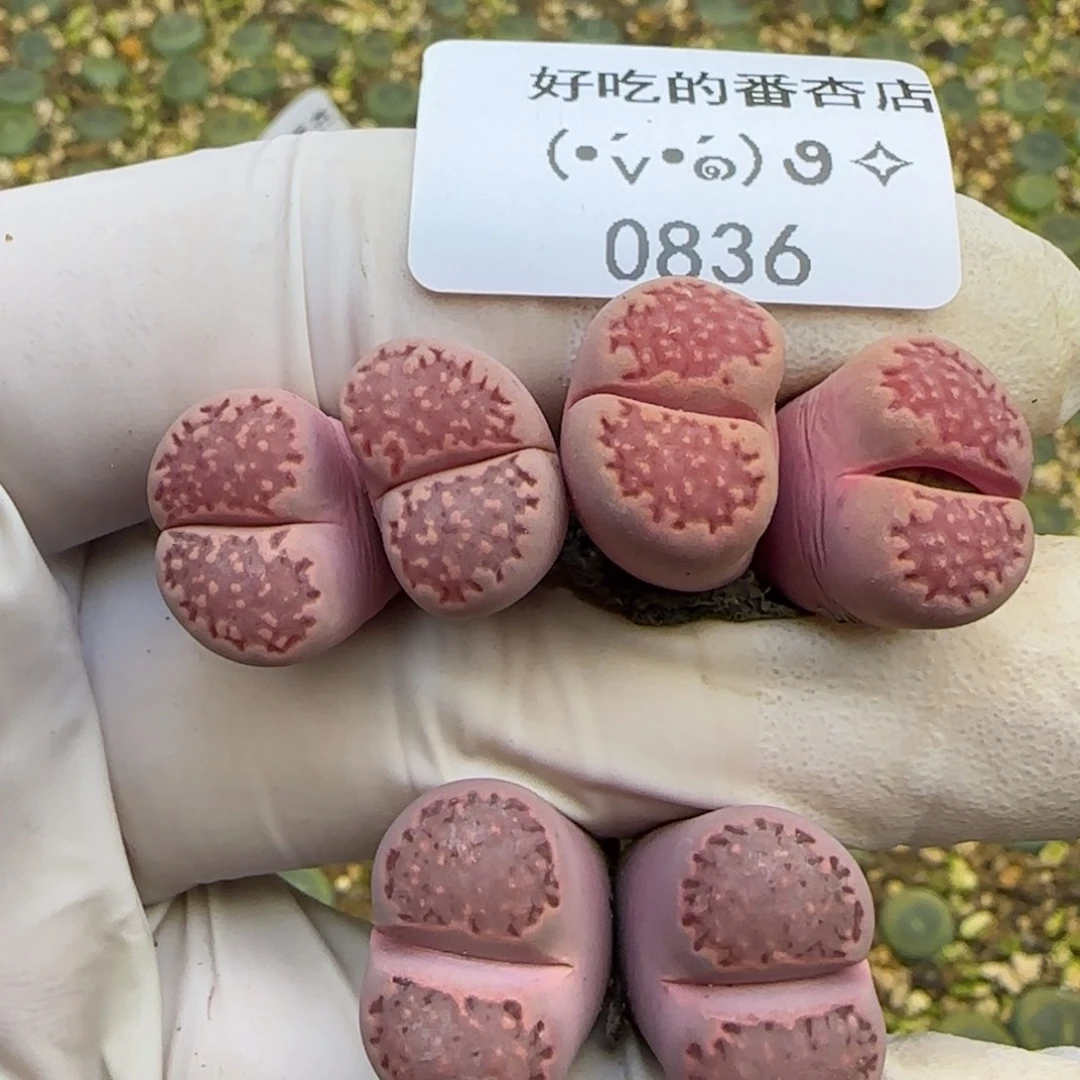 0836。紫巴黎。。。。。。。。。